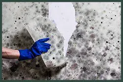 Hallandale Beach Restoration Expert Hallandale Beach, FL 954-390-2414 - abt-wgr-mold